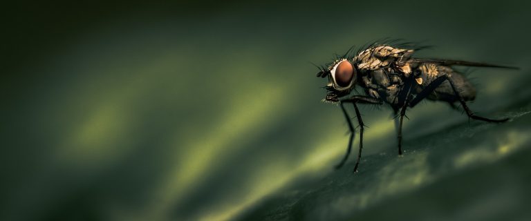 découvrez l'univers captivant du néo-noir, un genre cinématographique qui allie esthétique sombre et intrigues complexes, inspiré des classiques du film noir. plongez dans des atmosphères envoûtantes et des récits où le mystère et l'ambiguïté règnent, redéfinissant les codes du suspense et de l'anti-héros.