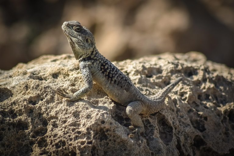 découvrez le processus d'adaptation, une démarche essentielle pour s'ajuster aux changements de notre environnement. apprenez comment développer votre résilience et améliorer votre capacité d'adaptation face aux défis de la vie quotidienne.