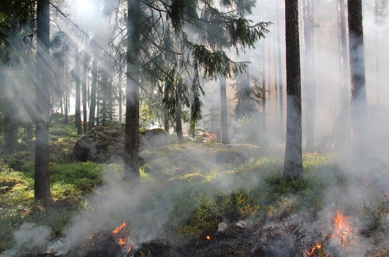 découvrez les meilleures pratiques et stratégies pour la conservation des ressources naturelles afin de protéger la biodiversité et assurer un avenir durable à notre planète.