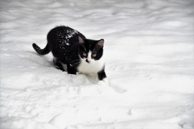 découvrez le rôle fascinant des animaux dans le cinéma, leur impact émotionnel et les techniques utilisées pour les mettre en scène à l'écran.