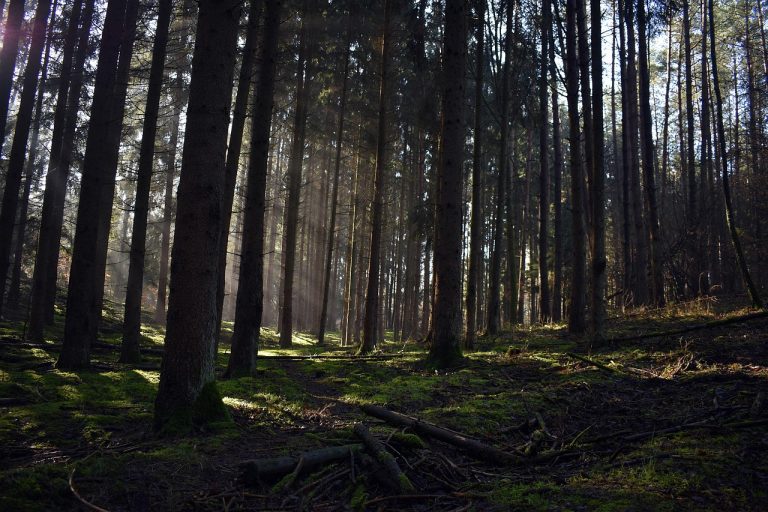 découvrez comment le cinéma aborde les enjeux écologiques à travers des films engagés et inspirants, alliant art et sensibilisation à l'environnement.