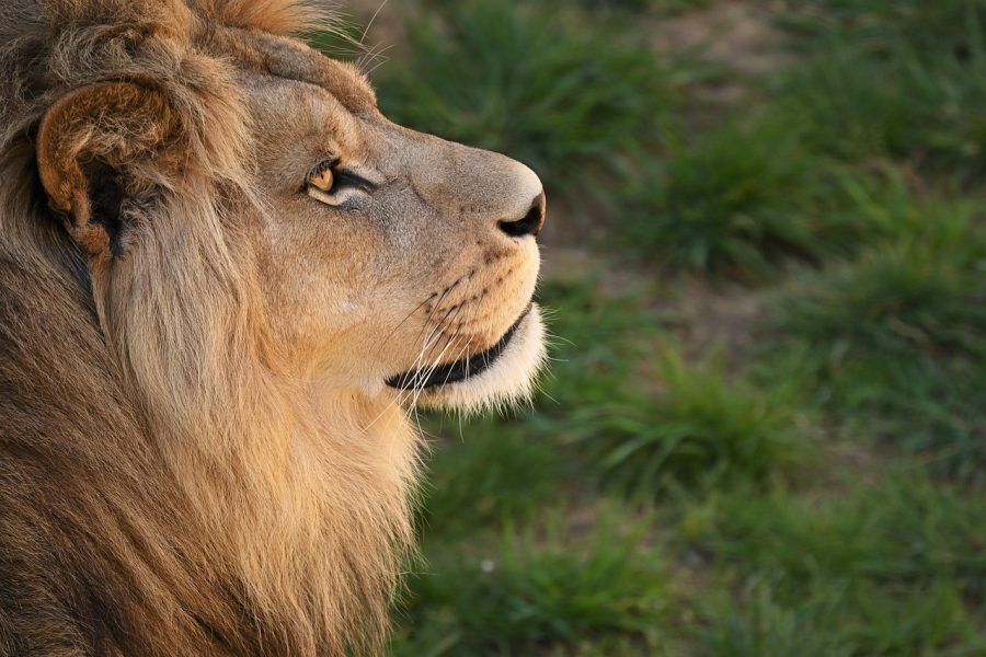 découvrez le golden lion, un symbole de puissance et de majesté, apprécié pour sa beauté remarquable et son caractère impressionnant.