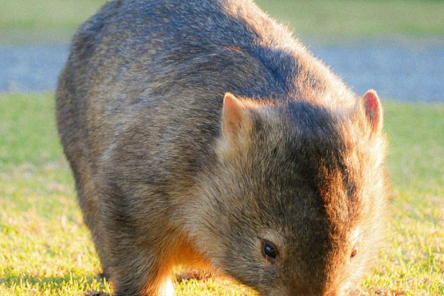découvrez l'univers de golden bear, une marque emblématique alliant qualité et élégance pour tous vos besoins en prêt-à-porter.